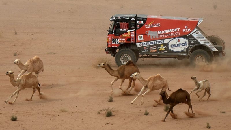 Camels run by as Dutch Renault's trucker Martin Van Den Brink, co-driver Wouter de Graaf and Czech's Daniel Kozlovsky compete during the Stage 10 of the Dakar Rally 2021 between Neom and Alula in Saudi Arabia, on January 13, 2021.