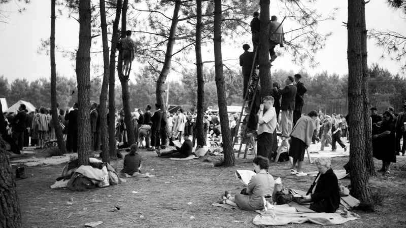 Spectators climb trees to watch the 1952 Le Mans 24 Hours