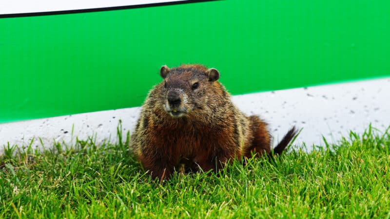 marmot groundhog 2025 Canadian GP